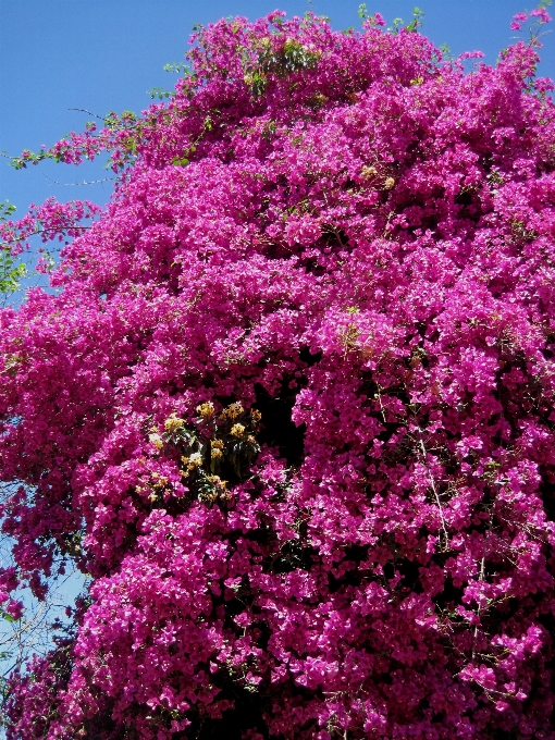 Albero ramo fiore pianta