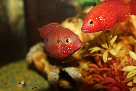 水 赤 生物学 魚 写真