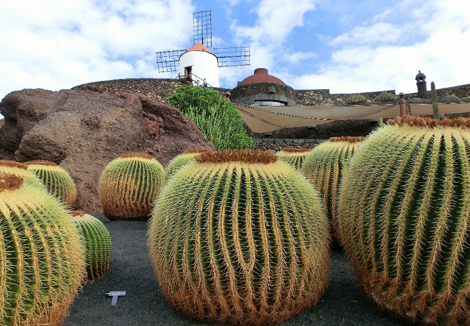 Cactus plant sky field