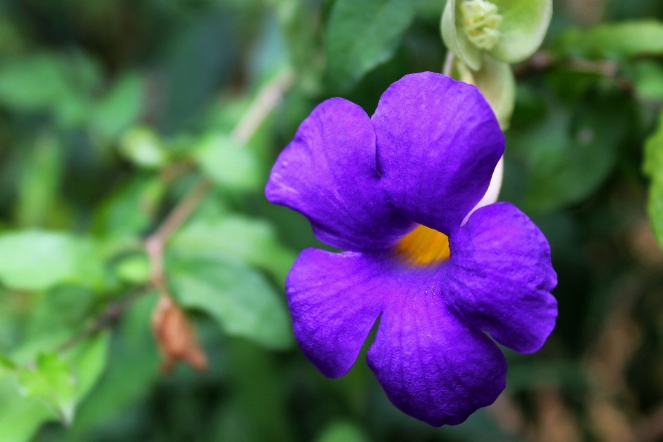 花 植物 花弁 野生