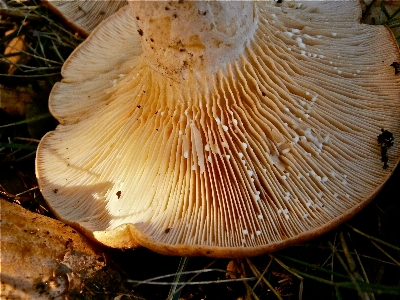 Nature forest mushroom flora Photo