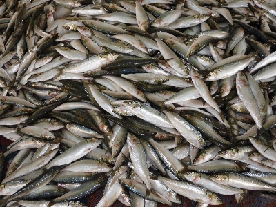 Food fishing market fish Photo