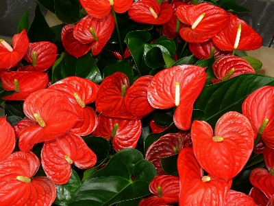 Blossom plant leaf flower Photo