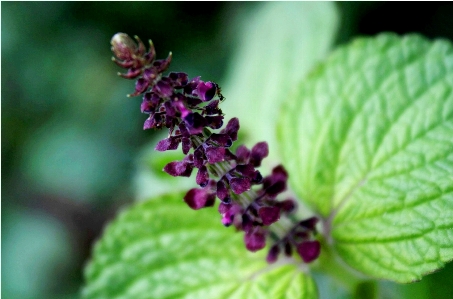 自然 花 植物 写真撮影 写真