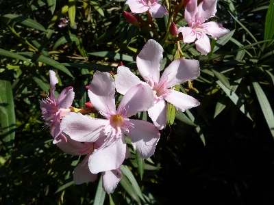 Blossom plant stem leaf Photo