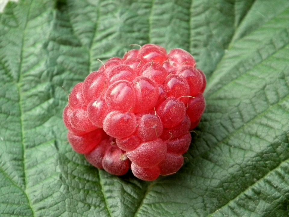 植物 ラズベリー フルーツ ベリー