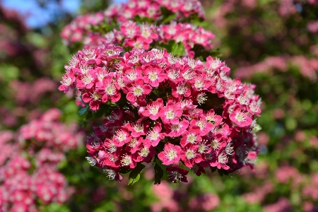 Blossom plant stem leaf Photo