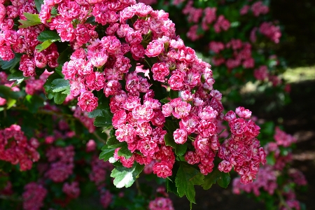 Branch blossom plant flower Photo