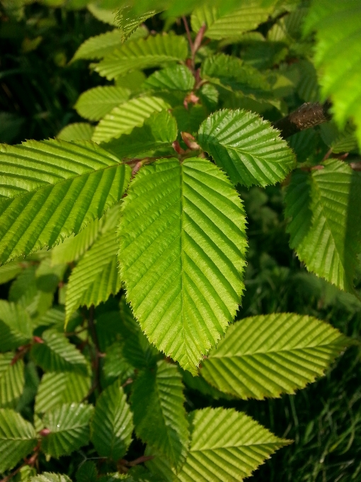 木 ブランチ 植物 葉