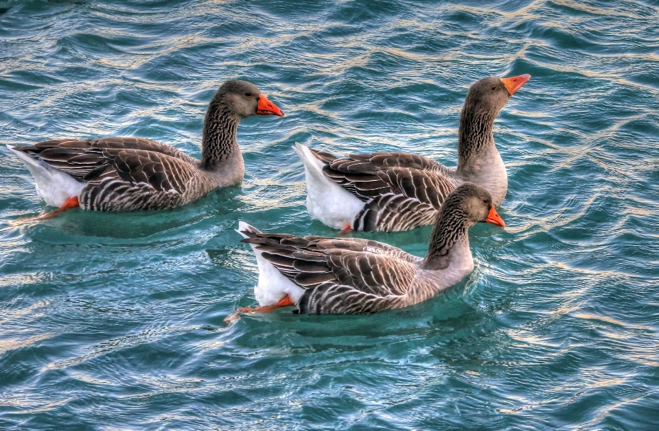 Sea water nature bird