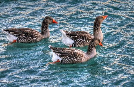 Sea water nature bird Photo