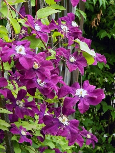 Foto Cerca plantar flor roxo