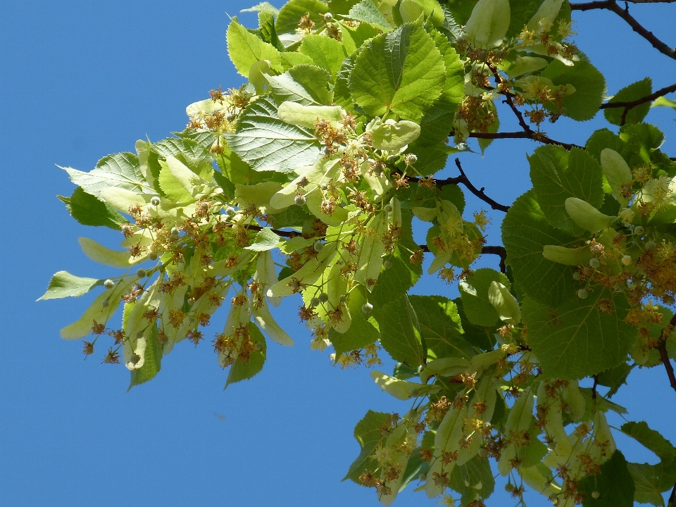 Arbre bifurquer fleurir lumière