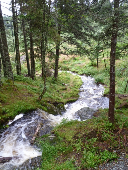 árbol agua naturaleza bosque