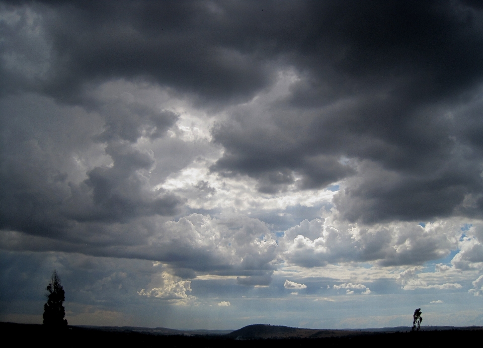 árvore horizonte nuvem céu