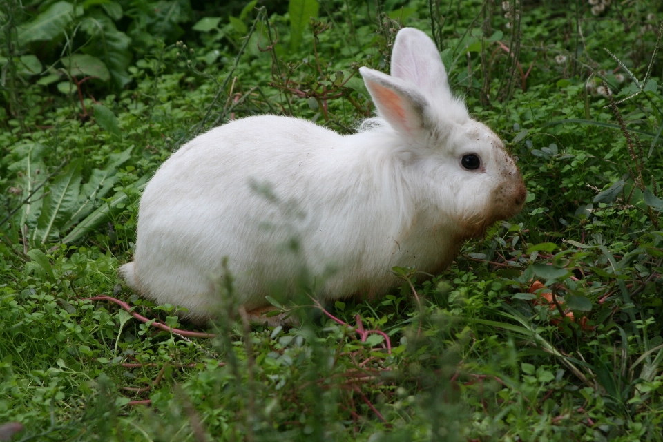 Natura erba selvaggia
 animale