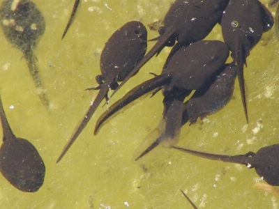 Foto Alam berenang amfibi fauna