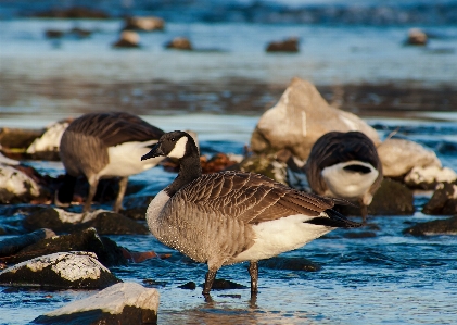 海 水 自然 鳥 写真