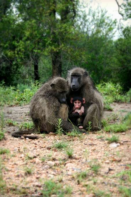 Fauna silvestre salvaje zoo durmiendo