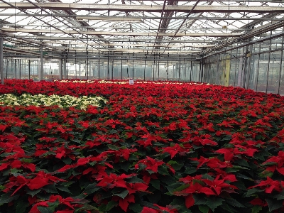 Winter plant flower greenhouse Photo