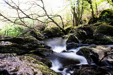 Tree nature forest rock Photo