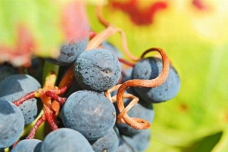 Nature branch plant grape Photo