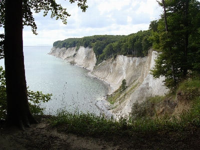 Sea coast tree water Photo