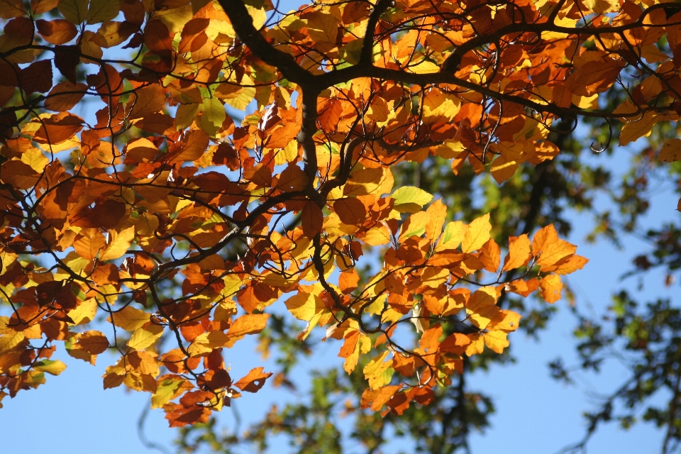 Tree nature branch plant