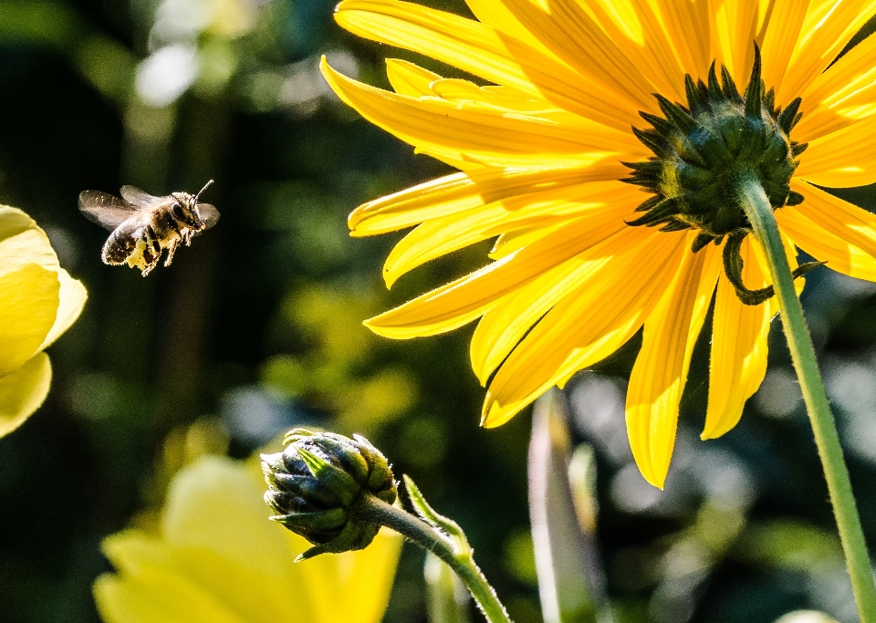 Natur blüte anlage blume