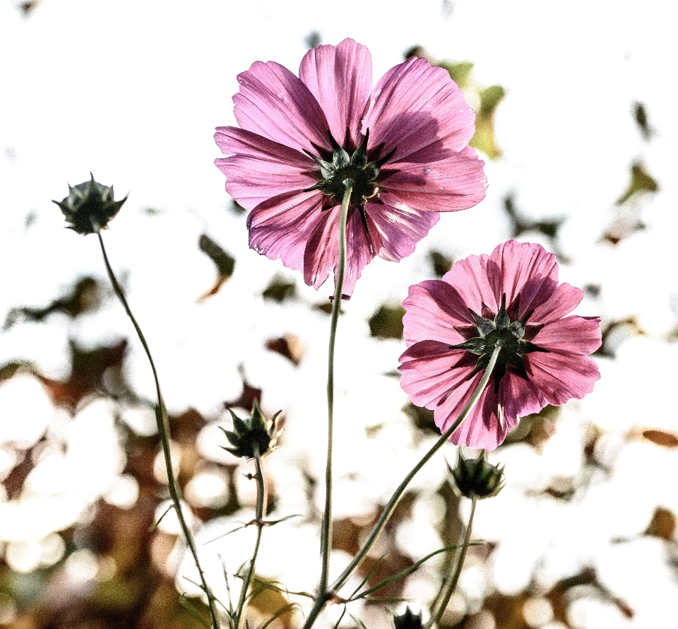 Blossom plant flower petal