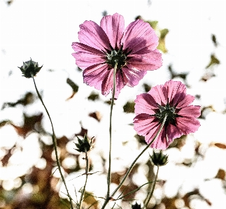 Blossom plant flower petal Photo