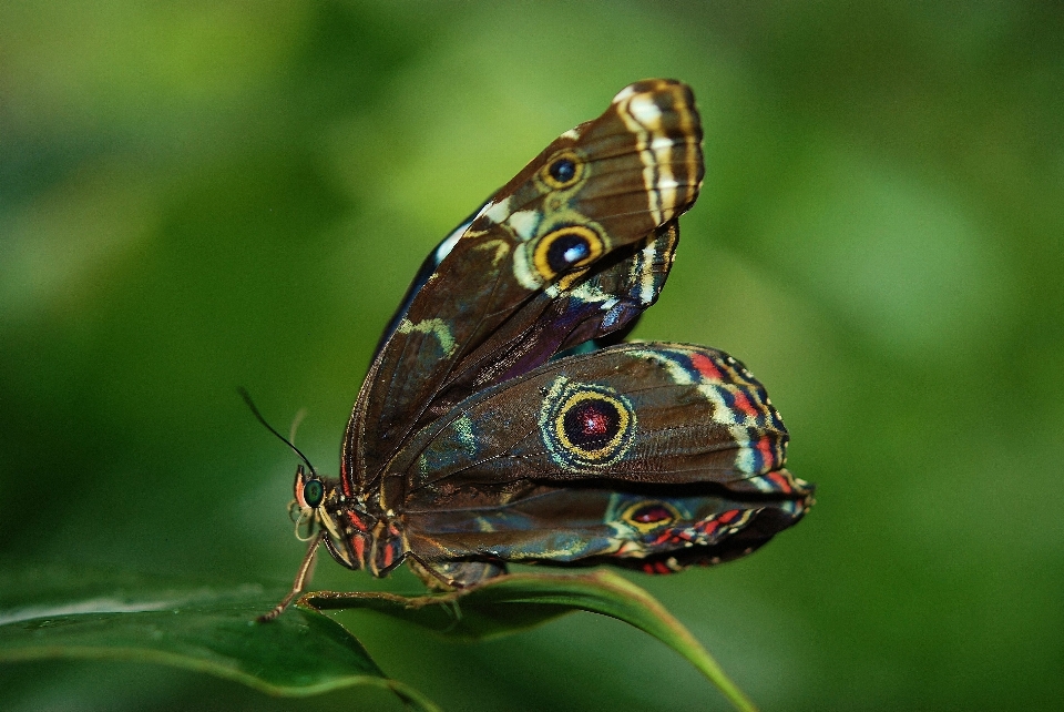 Alam fotografi daun bunga