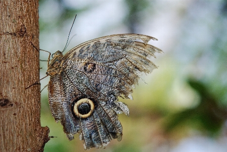 自然 羽 写真撮影 葉 写真