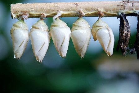 Foto Naturaleza fotografía hoja flor