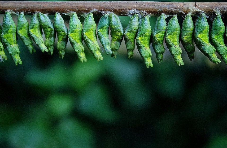 Pohon alam hutan rumput