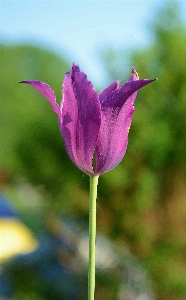 Nature blossom plant flower Photo