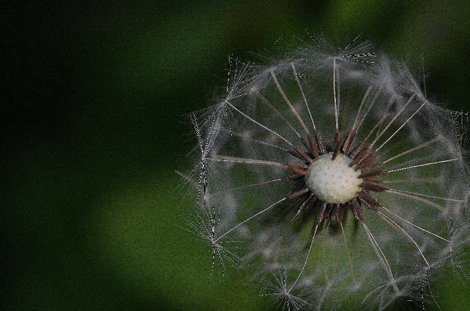 Air alam rumput tetesan kecil