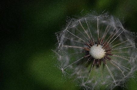 Water nature grass droplet Photo