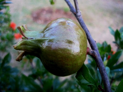 Foto árbol naturaleza rama planta