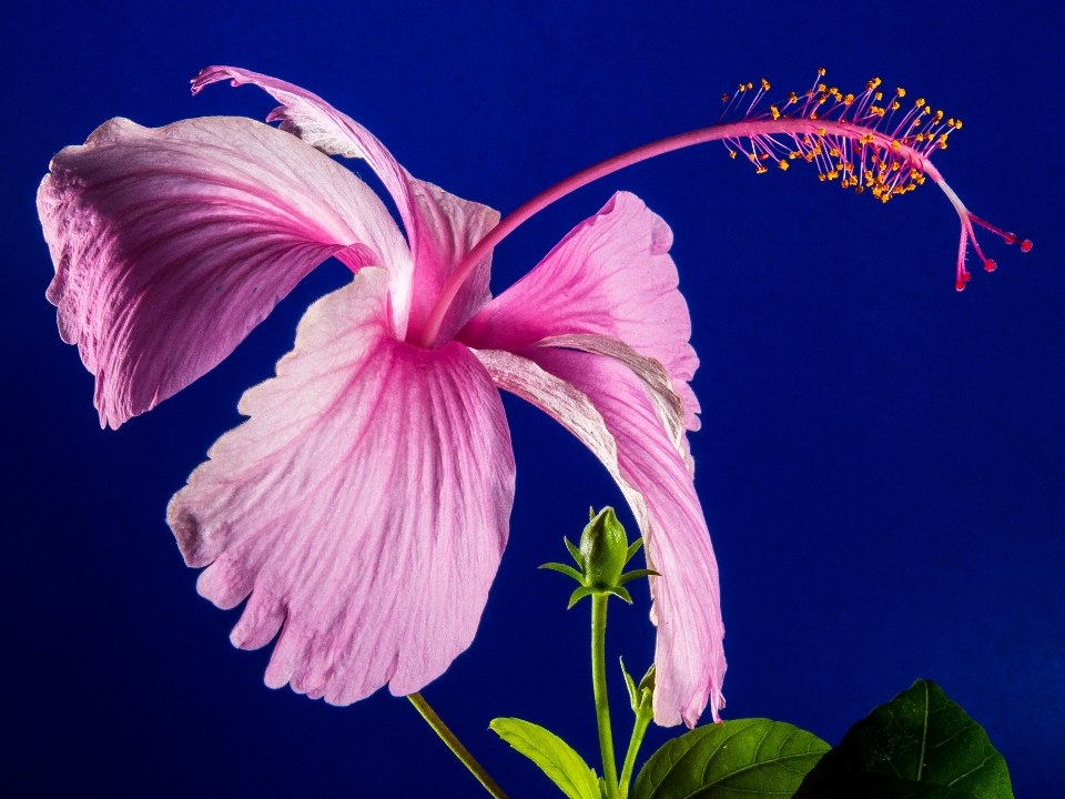 花 植物 花弁 咲く