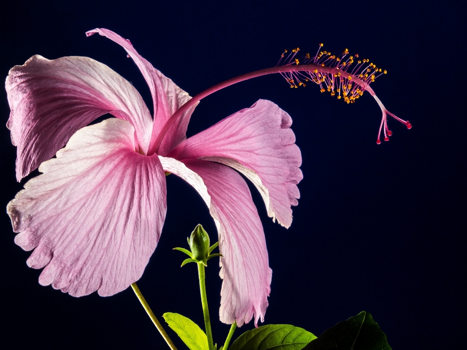 Fleurir usine fleur pétale