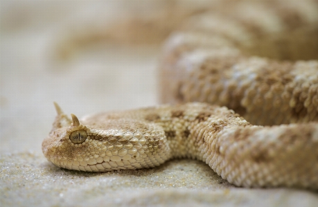 Foto Reptil fauna merapatkan
 beracun