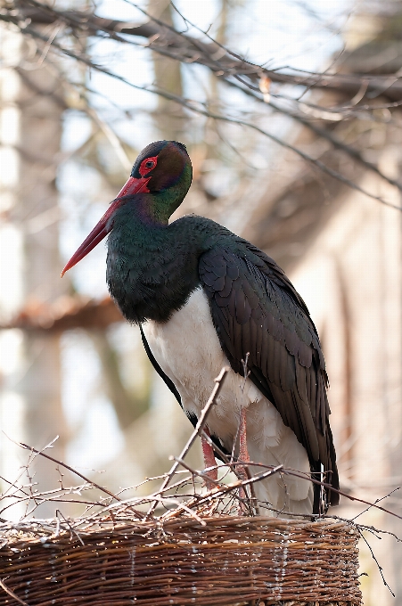 Oiseau aile faune le bec