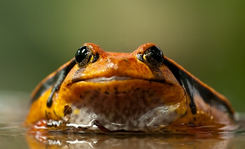 Nature animal wildlife beak Photo