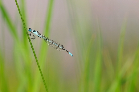 自然 草 羽 写真撮影 写真