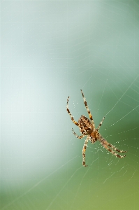 Foto Alam fotografi hijau fauna