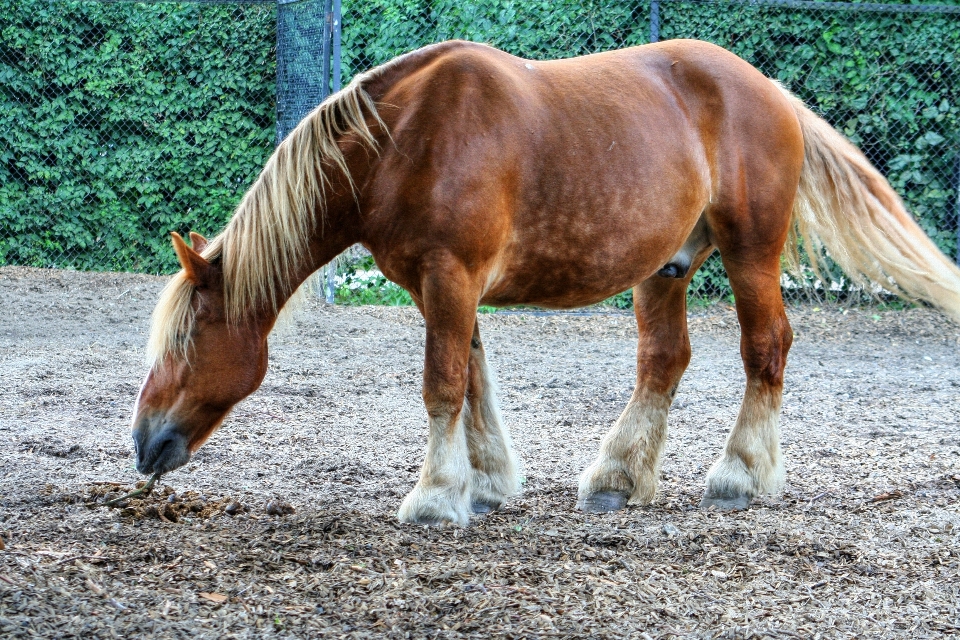 Natur bauernhof fuß weide
