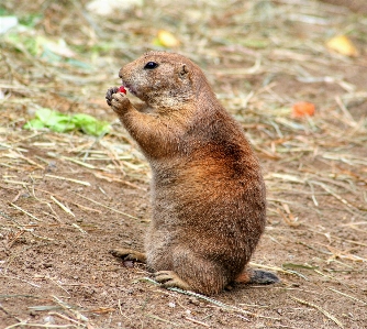 野生動物 哺乳類 リス クロワッサン 写真