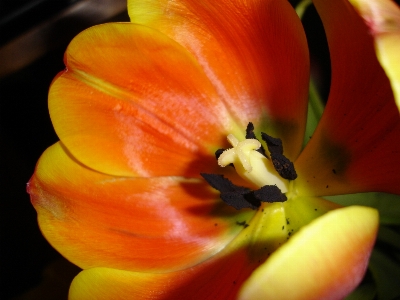 Blossom plant photography stem Photo