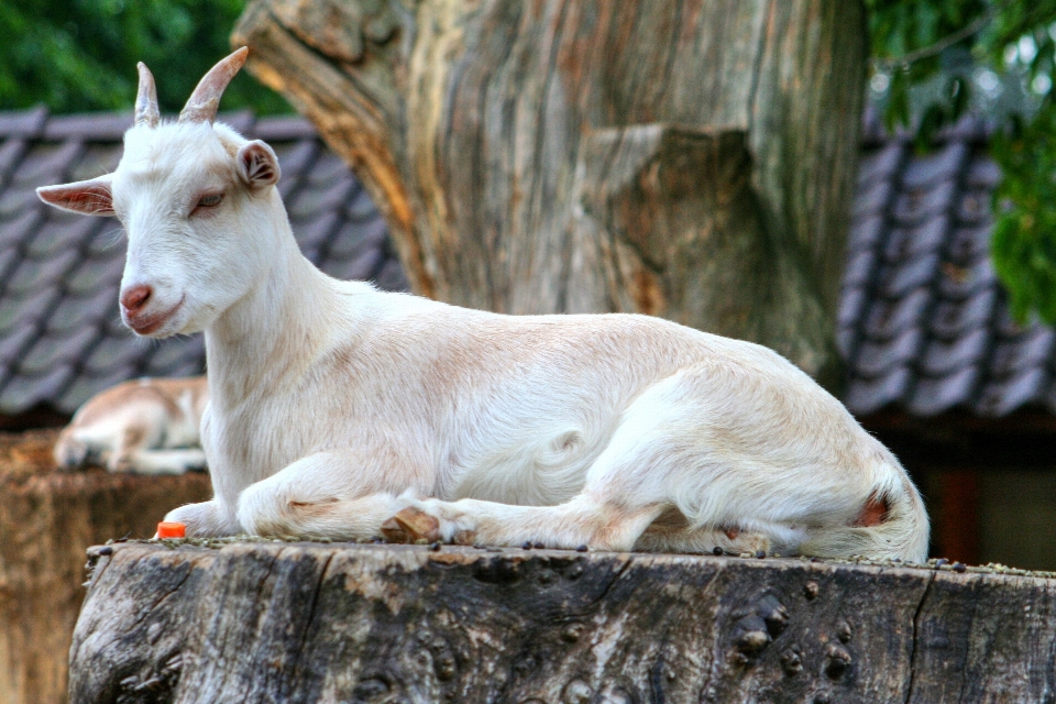 Albero natura bianco animale